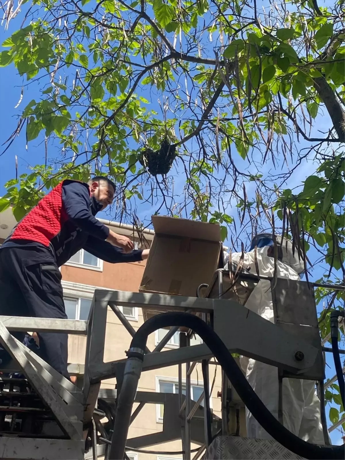 Edirne'de Engelli Öğrencilerin Yanındaki Ağaca Oğul Veren Arılar Toplandı