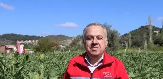 İzmir'de Coğrafi İşaret Tescilli Urla Sakız Enginarı Hasadı Başladı