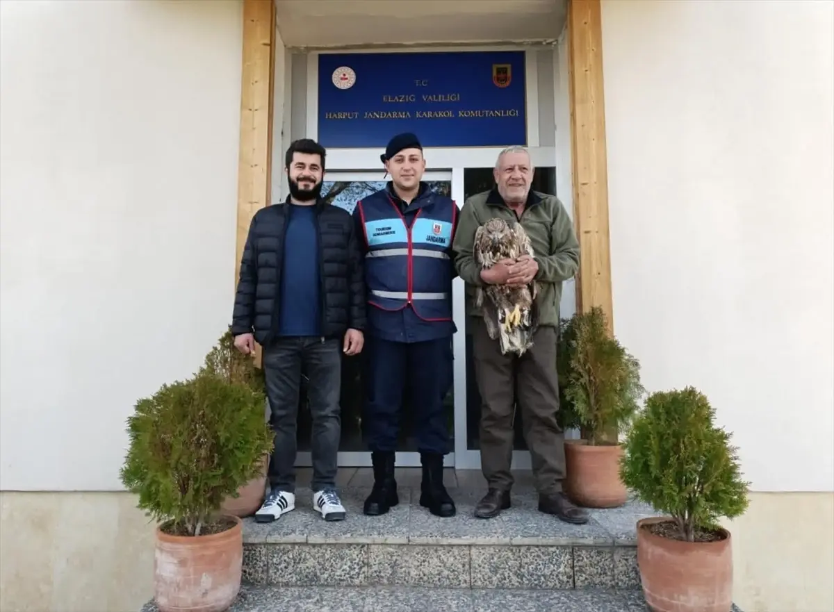 Elazığ'da Yaralı Kaya Kartalı Kurtarıldı