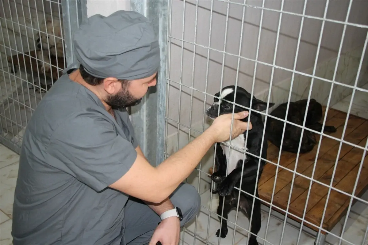 Proteo İsimli Rehabilitasyon Merkezi'nde 3 Binden Fazla Hayvan Tedavi Edildi