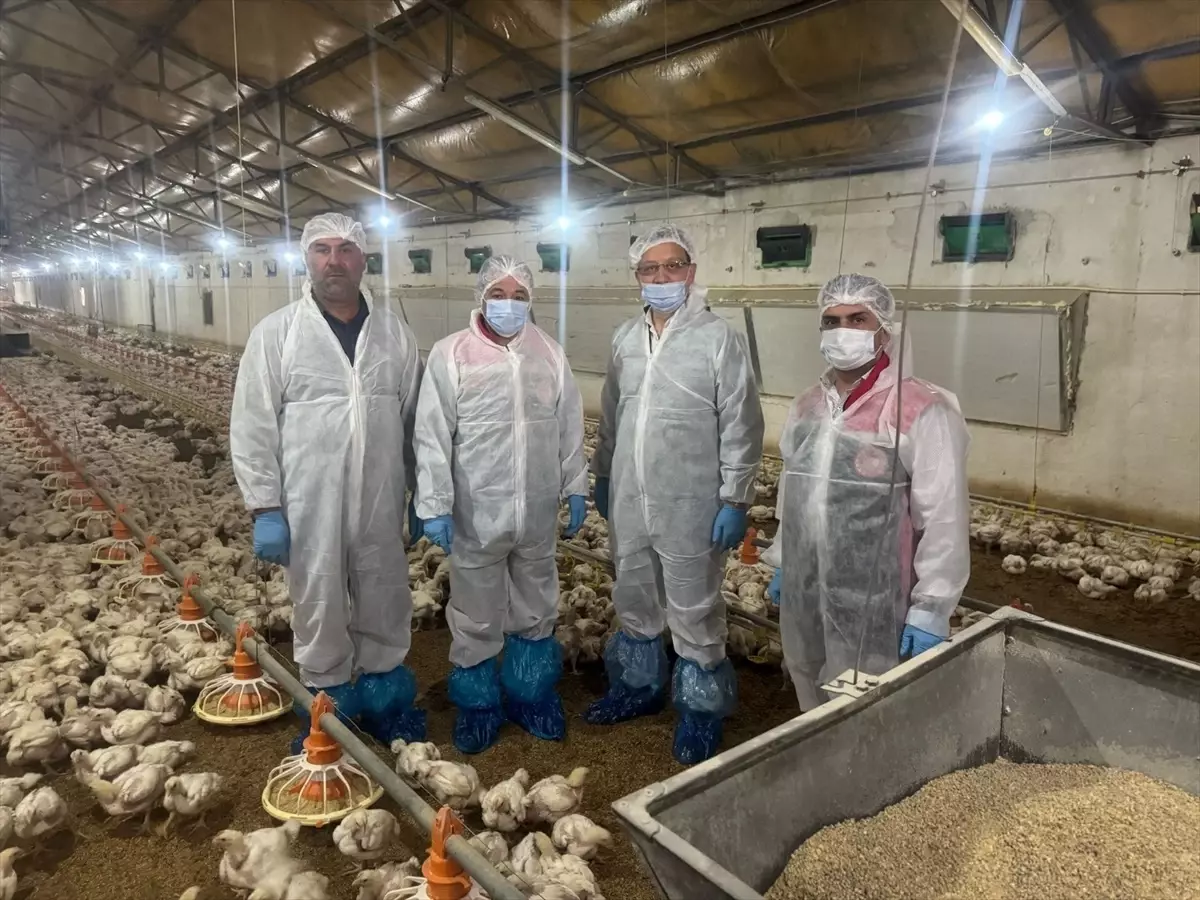 Erzincan'da Kanatlı Hayvan Sektöründe Hareketlilik Devam Ediyor