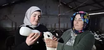 Erzincan'da Küçükbaş Hayvancılıkta Büyük Artış