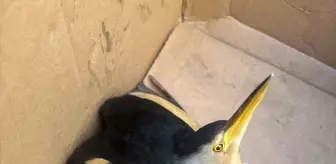 Balaban Kuşu Koruma Altına Alındı