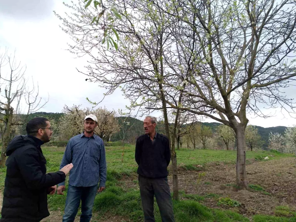 Gölpazarı'nda Tarımda Don Riski ve Üreticilere Öneriler