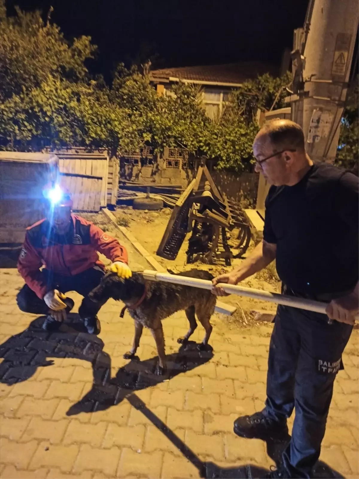 Gömeç'te Su Dolu Havuzdan Kurtarılan Köpek Sağlığına Kavuştu