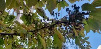 Gümüşhacıköy'de Kar Yağışı Meyve Bahçelerine Zarar Verdi
