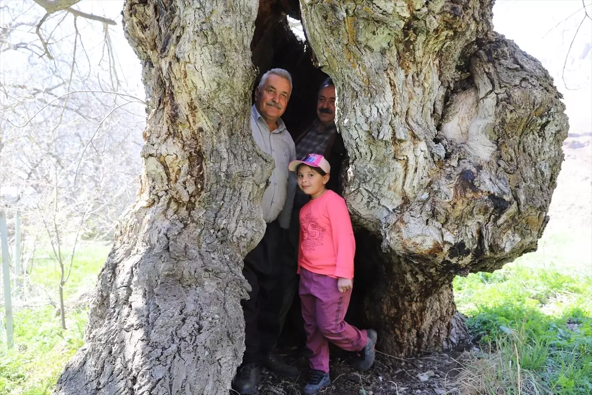 Hakkari'nin Durankaya Beldesinde İlginç Ceviz Ağacı