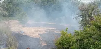 Hatay'da Bahçe Yangını Söndürüldü, Kaplumbağa Kurtarıldı
