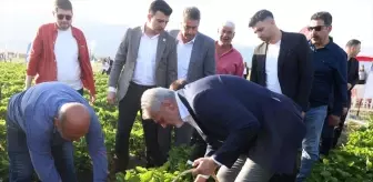 Hatay'da Depremzede Üreticilere Çilek Hasadı Kutlandı