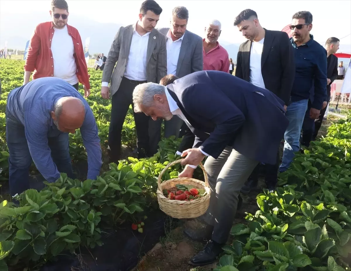 Hatay'da Depremzede Üreticilere Çilek Hasadı Kutlandı