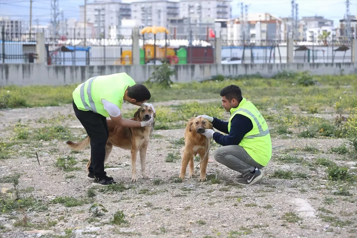 İskenderun'da Yeni Hayvan Barınağı Projesi