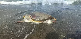 Samandağ'da Ölü Caretta Caretta Bulundu