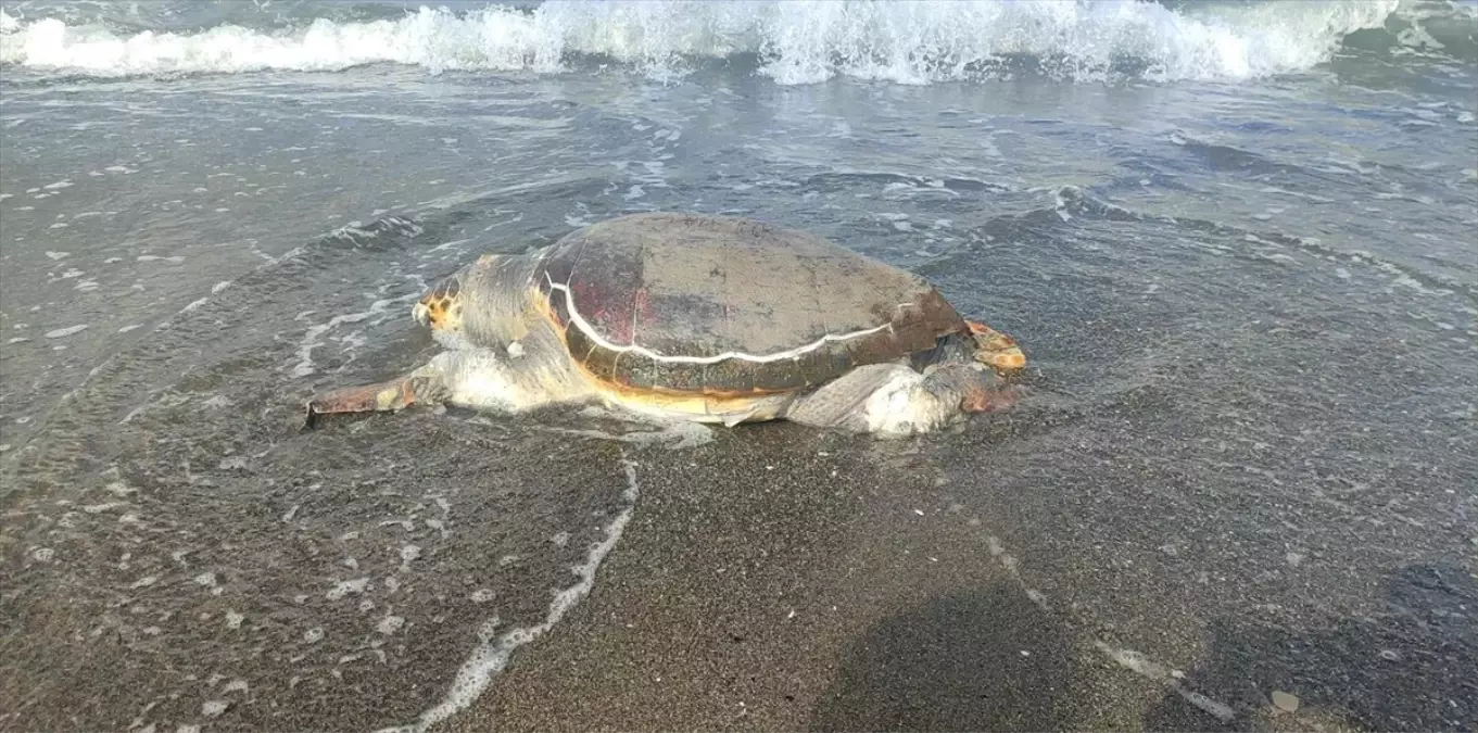 Samandağ'da Ölü Caretta Caretta Bulundu