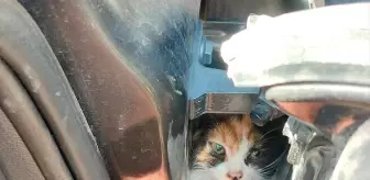 İskenderun'da Kedi Yavrusunu İtfaiye Kurtardı