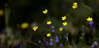 Yıldız Dağları İlkbahar Güzellikleriyle Ziyaretçilerini Bekliyor