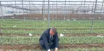 Isparta'da Karanfil Üretimi Ekonomiyi Canlandırıyor