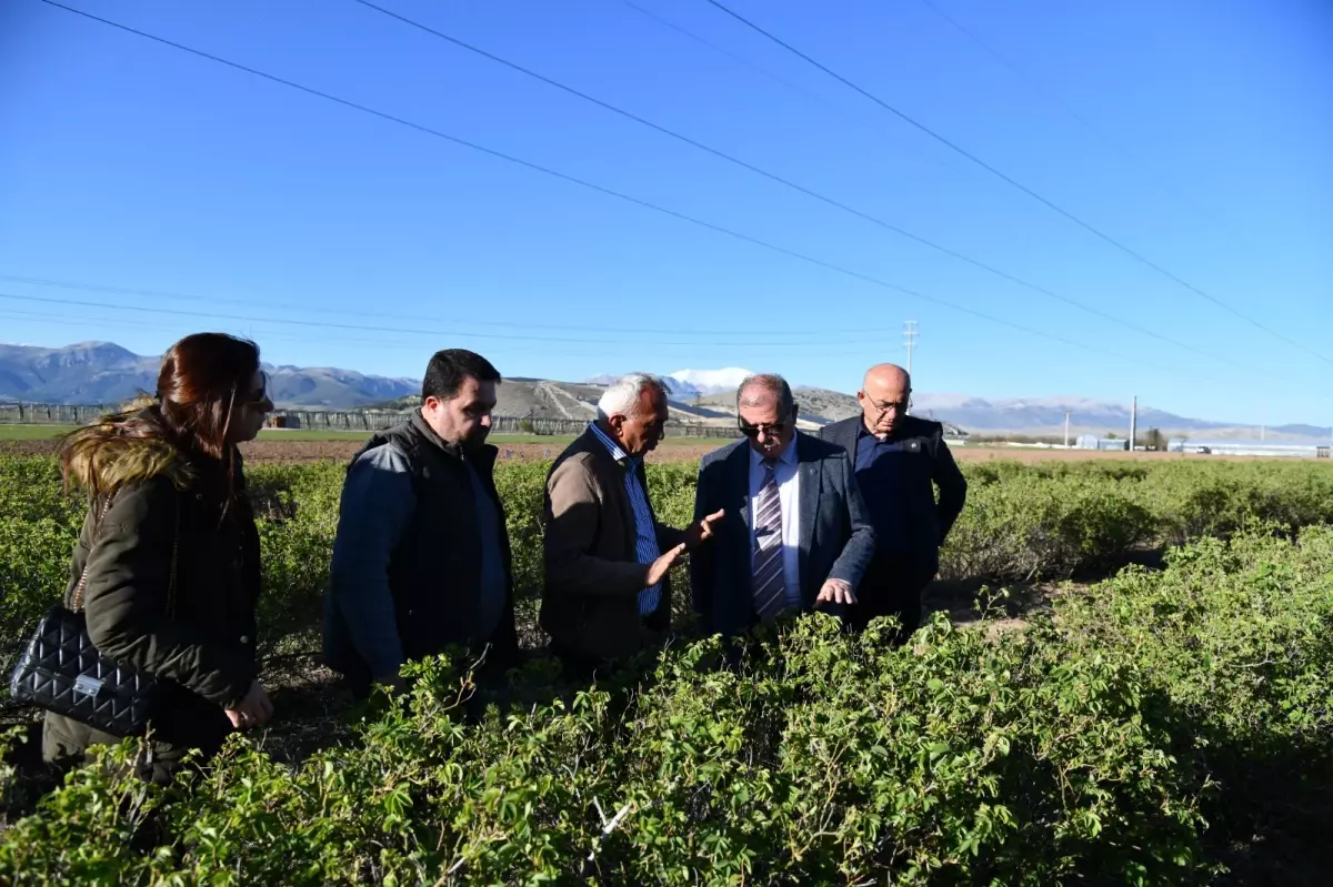 Isparta'da Zirai Don Felaketi: Tarım Üzerinde Büyük Zarar