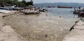 Körfez'deki Balıkçı Barınağında Temizlik Çalışması Başlatıldı