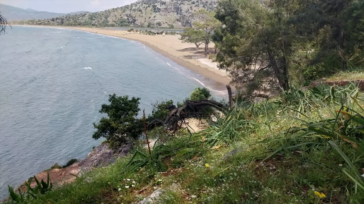 İztuzu Sahili'nde Caretta Carettalar İçin Yuvalama Hazırlıkları Tamamlandı