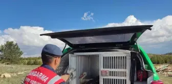 Karaman'da Yaralı Leylek Jandarma Tarafından Kurtarıldı
