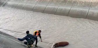Kars'ta Baraj Kanalına Düşen Hayvanlardan 4'ü Kurtarıldı