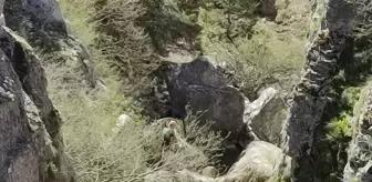 AFAD Ekibi, Mahsur Kalan Büyükbaş Hayvanı Kurtardı