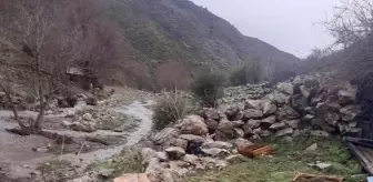 Kayseri'de Ayılar Arı Kovanlarına Zarar Verdi
