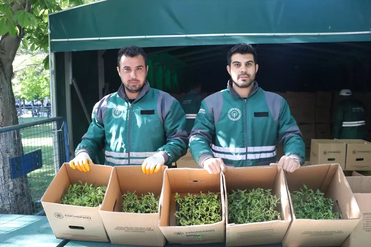 Kayseri'de 550 Bin Organik Domates Fidesi Dağıtıldı
