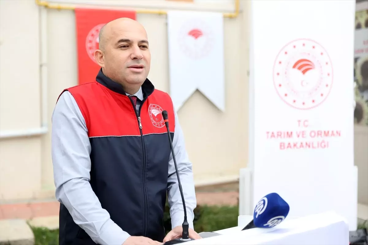 Kırklareli'nde Kuraklığa Dayanıklı Sorgum Tohumu Dağıtıldı