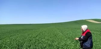 Babaeski'de Yerli Buğday Çeşitleri İnceleniyor