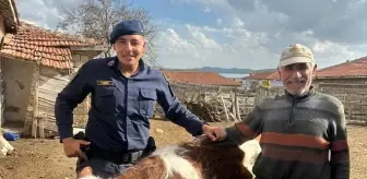 Kırşehir'de Kaybolan Büyükbaş Hayvan Jandarma Tarafından Bulundu