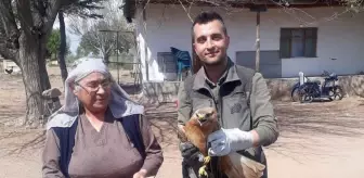 Yaralı Kızıl Şahin Tedavi Altına Alındı