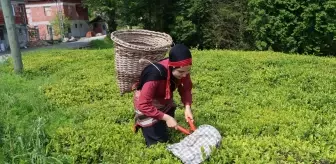 İki Şehir, Tek Ruh: İmam Hatip Öğrencileri Trabzon'da Çay Hasadı Deneyimi Yaşadı