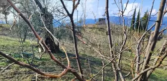 Manavgat'ta Dolu Yağışı Meyve Ağaçlarına Zarar Verdi