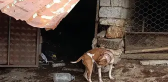 Salihli'de Yasaklı Irk Köpek Besleyenlere Ağır Ceza