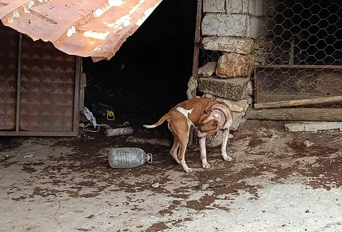 Salihli'de Yasaklı Irk Köpek Besleyenlere Ağır Ceza