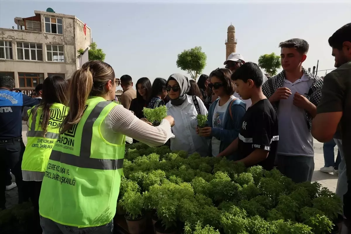 Mardin Büyükşehir Belediyesi, 60 Bin Fesleğeni Dağıttı
