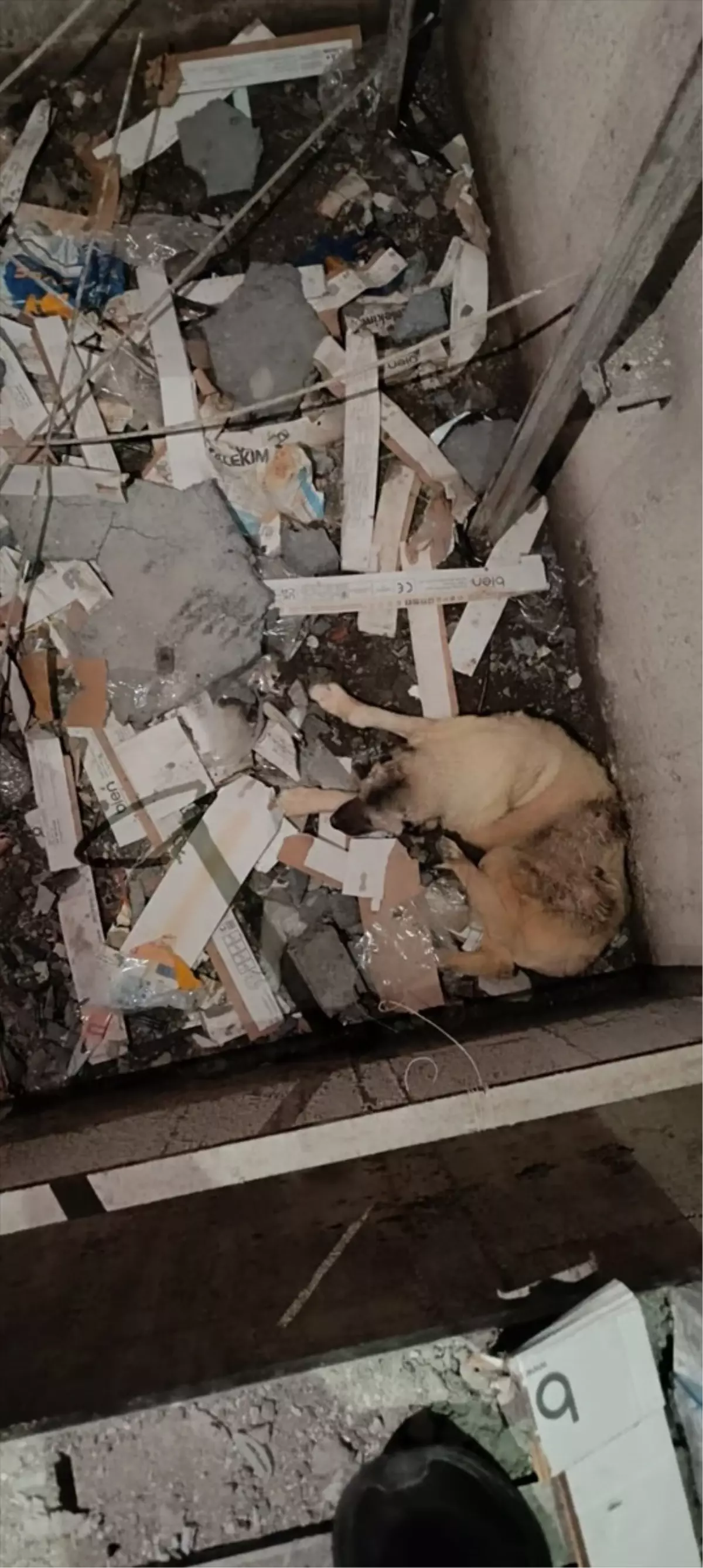 Mardin'de Asansör Boşluğuna Düşen Köpek Kurtarıldı