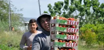 Silifke Çileği Hasadı Devam Ediyor
