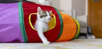 Mersin'deki Camide Anne Kedi ve Yavruları Sahiplenildi