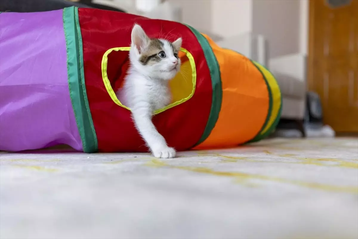 Mersin'deki Camide Anne Kedi ve Yavruları Sahiplenildi