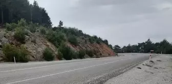 Nesli Tükenme Tehlikesi Altındaki Karakulak Araç Çarpması Sonucu Telef Oldu