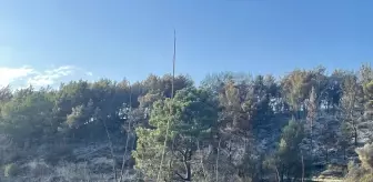 Muğla'da Tarım Arazisinde Çıkan Yangın Kontrol Altına Alındı
