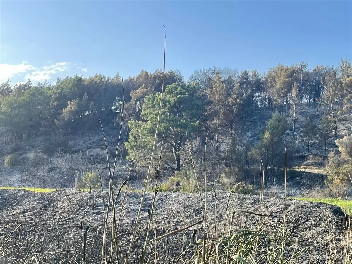 Muğla'da Tarım Arazisinde Çıkan Yangın Kontrol Altına Alındı