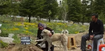 Sadık Köpek 'Garip', Sahibinin Mezarı Başında Bekliyor