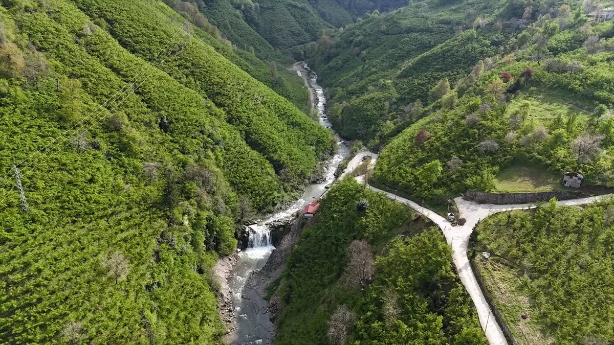 Ordu'daki Çiseli Şelalesi Yeniden Canlandı
