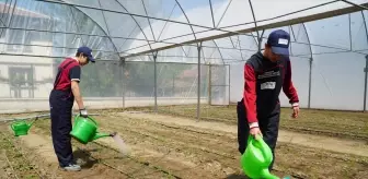 Osmancık'ta Sera Projesi Açılışı ve Kuşkonmaz Fidesi Dikimi Yapıldı