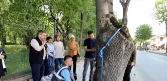 Sakarya Büyükşehir Belediyesi, Ağaç Sağlığını Teknolojiyle Kontrol Edecek