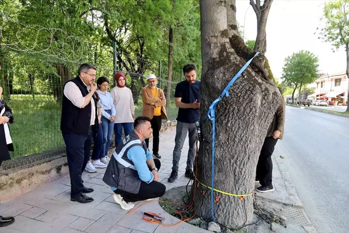 Sakarya Büyükşehir Belediyesi, Ağaç Sağlığını Teknolojiyle Kontrol Edecek
