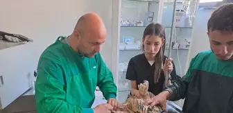 Yaralı Puhu Kuşu Hayvanat Bahçesinde Koruma Altına Alındı